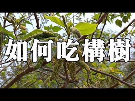 構樹乳液功效|構樹的藥用價值和園林用途